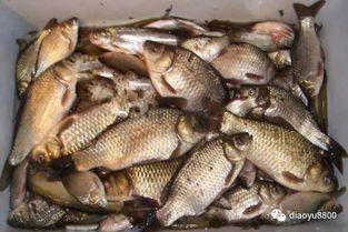 钓鱼饵料配制秘籍,如何用饵料钓到大鲫鱼 钓鱼饵料配制秘籍,如何用饵料钓到大鲫鱼