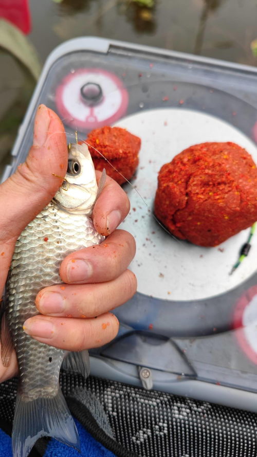 钓鱼饵料黑煤球,沉底诱惑的秘密武器 钓鱼饵料黑煤球,沉底诱惑的秘密武器