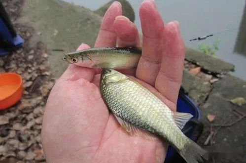 钓鱼饵料比例怎么兑配的?这份秘籍让你钓获翻倍! 钓鱼饵料比例怎么兑配的?这份秘籍让你钓获翻倍!
