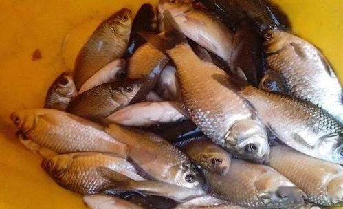 鲜香虾米钓鱼饵料怎么配?这份配方让你鱼获满满! 鲜香虾米钓鱼饵料怎么配?这份配方让你鱼获满满!