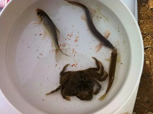 红虫钓鱼,自然诱惑,收获满满 红虫钓鱼,自然诱惑,收获满满