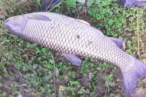 小麦面钓鱼饵料配法,经济实惠,鱼儿抢着咬! 小麦面钓鱼饵料配法,经济实惠,鱼儿抢着咬!