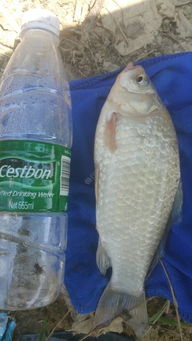 野钓饵料掉落怎么办,10种应急处理技巧与实战经验 野钓饵料掉落怎么办,10种应急处理技巧与实战经验