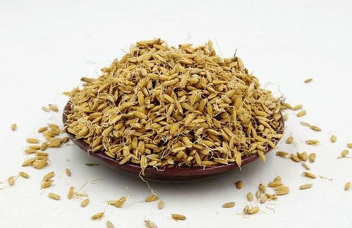 生的山柰如何用作钓鱼饵料,详细指南与实用技巧 生的山柰如何用作钓鱼饵料,详细指南与实用技巧