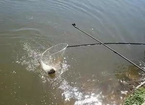 卤虫钓鱼饵料配比指南,如何制作高效诱饵 卤虫钓鱼饵料配比指南,如何制作高效诱饵