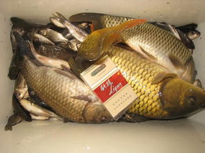 野钓选饵秘籍,如何根据鱼情、环境、季节选择合适的饵料? 野钓选饵秘籍,如何根据鱼情、环境、季节选择合适的饵料?