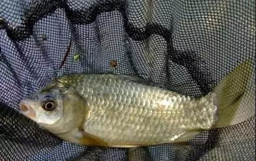 罗非钓鱼饵料怎么配好吃，专业配方与实用技巧