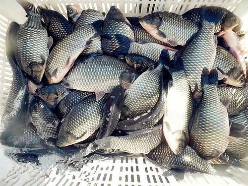 原塘钓鱼饵料怎么配比好？掌握这几点，鱼获翻倍不是梦！