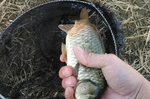 钓鱼饵料怎么弄粘?掌握这5个技巧,鱼儿上钩更轻松! 钓鱼饵料怎么弄粘?掌握这5个技巧,鱼儿上钩更轻松!