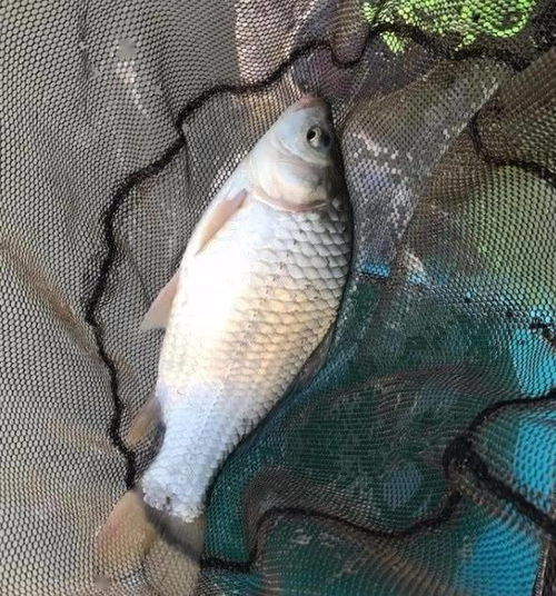 钓鱼饵料怎么拌雾化得慢,提升作钓效果的实用技巧 钓鱼饵料怎么拌雾化得慢,提升作钓效果的实用技巧