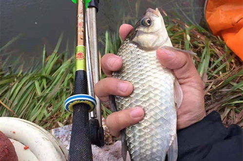 钓鱼饵料不粘稠怎么办?全面解析与实用解决方案 钓鱼饵料不粘稠怎么办?全面解析与实用解决方案