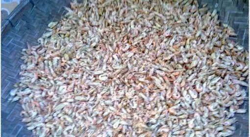 颗粒打粉,提升钓鱼饵料效果的实用技巧 颗粒打粉,提升钓鱼饵料效果的实用技巧