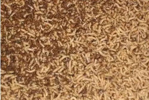 蛆虫饵料制作指南,垂钓高手必学的实战技巧 蛆虫饵料制作指南,垂钓高手必学的实战技巧