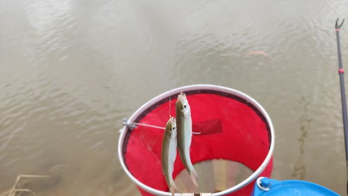 钓鱼饵料怎么放地笼最好?这5个技巧让你收获翻倍!