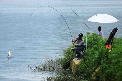 大型鱼漂钓鱼饵料制作全攻略,从配方到实战技巧 大型鱼漂钓鱼饵料制作全攻略,从配方到实战技巧