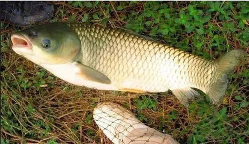 米玉钓鱼饵料配比方法,视频教程详解 米玉钓鱼饵料配比方法,视频教程详解