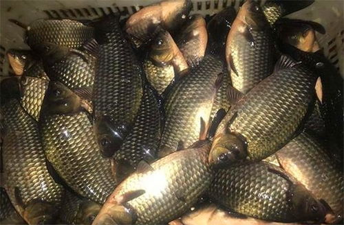 懒人也能钓大鲫！超鲫饵料配方与使用秘籍