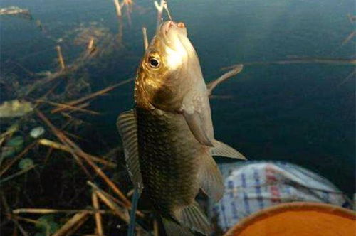 秋冬鲫鲤饵料秘籍,轻松钓获大鲫鱼和大鲤鱼 秋冬鲫鲤饵料秘籍,轻松钓获大鲫鱼和大鲤鱼