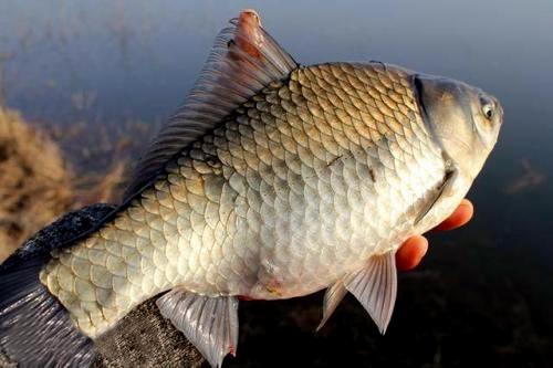 精选野钓鱼饵料,提升钓获的秘诀 精选野钓鱼饵料,提升钓获的秘诀