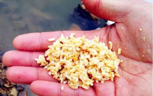 秋冬钓鱼选酒米饵料,这几点你得知道! 秋冬钓鱼选酒米饵料,这几点你得知道!