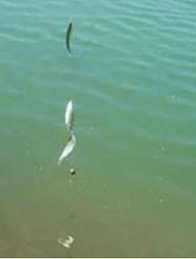 草变粉,鱼上钩,自制草粉饵料的科学与艺术 草变粉,鱼上钩,自制草粉饵料的科学与艺术