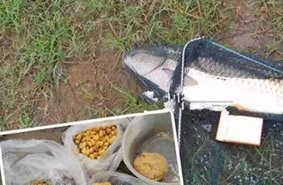 大米炒黄，钓鱼饵料的黄金配方与制作秘籍