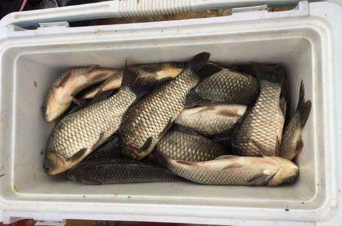 大球丝钓鱼饵料秘方,如何配出诱鱼高手的美味诱饵 大球丝钓鱼饵料秘方,如何配出诱鱼高手的美味诱饵