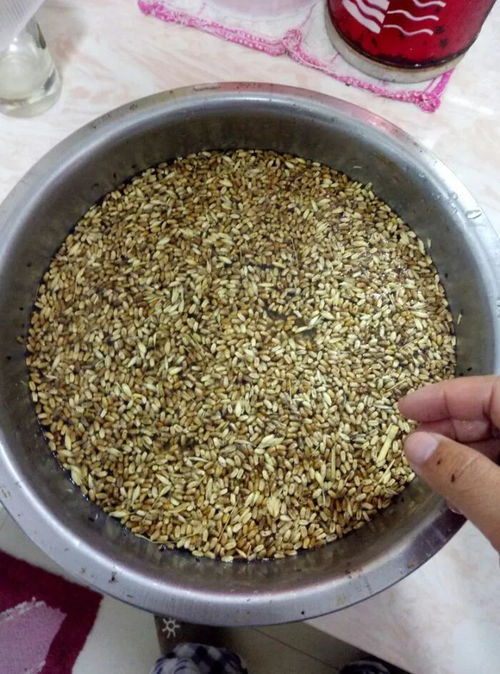 红麦子钓鱼饵料怎么用视频,从制作到实战的完整指南 红麦子钓鱼饵料怎么用视频,从制作到实战的完整指南