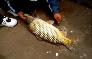 钓鱼饵料盘鱼鲤鱼怎么用,垂钓鲤鱼的实用技巧 钓鱼饵料盘鱼鲤鱼怎么用,垂钓鲤鱼的实用技巧