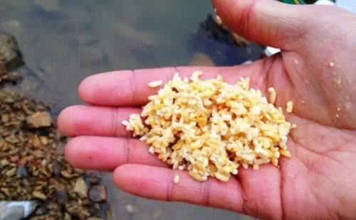 石钢鳅钓鱼饵料怎么配比 石钢鳅钓鱼饵料怎么配比