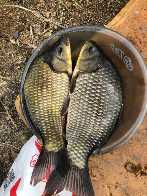 春钓野钓,饵料搭配的黄金秘籍,让你的鱼获翻倍! 春钓野钓,饵料搭配的黄金秘籍,让你的鱼获翻倍!