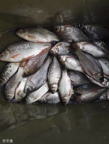 纸钓千年,一学就会的纸饵制作全攻略 纸钓千年,一学就会的纸饵制作全攻略