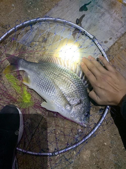 活虾钓鱼,掌握这5种用法,鱼获翻倍 活虾钓鱼,掌握这5种用法,鱼获翻倍