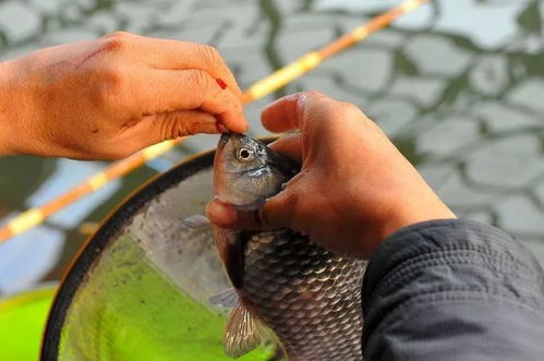 鱼坑怎么放钓鱼饵料?这些技巧让你的鱼儿争先恐后咬钩! 鱼坑怎么放钓鱼饵料?这些技巧让你的鱼儿争先恐后咬钩!