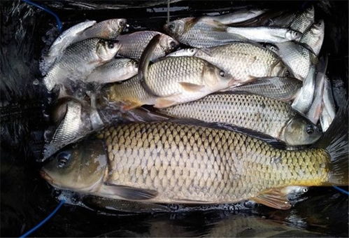 互换钓鱼饵料怎么换?饵料互换秘籍,让你的钓鱼技巧更上一层楼! 互换钓鱼饵料怎么换?饵料互换秘籍,让你的钓鱼技巧更上一层楼!