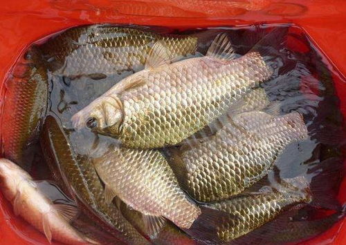 海口河水钓鱼饵料怎么样？这些选择让你事半功倍！