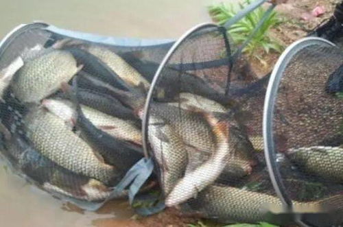 自制海鱼饵料秘籍,轻松钓获大鱼 自制海鱼饵料秘籍,轻松钓获大鱼