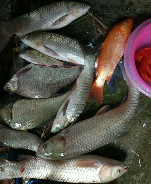 鲜嫩玉米的钓鱼饵料秘方,让鱼儿疯狂咬钩! 鲜嫩玉米的钓鱼饵料秘方,让鱼儿疯狂咬钩!