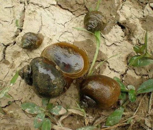 福寿螺变身钓鱼高手的秘密,自制饵料教程 福寿螺变身钓鱼高手的秘密,自制饵料教程