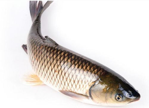 钓鱼饵料摆花,完美吸引鱼群的视觉艺术 钓鱼饵料摆花,完美吸引鱼群的视觉艺术