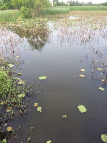 肥水混养塘调饵秘籍,钓获暴脾气鱼的实战技巧 肥水混养塘调饵秘籍,钓获暴脾气鱼的实战技巧