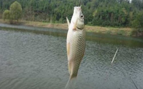 野钓钓鱼饵料怎么选?这5个技巧让你的鱼获翻倍! 野钓钓鱼饵料怎么选?这5个技巧让你的鱼获翻倍!