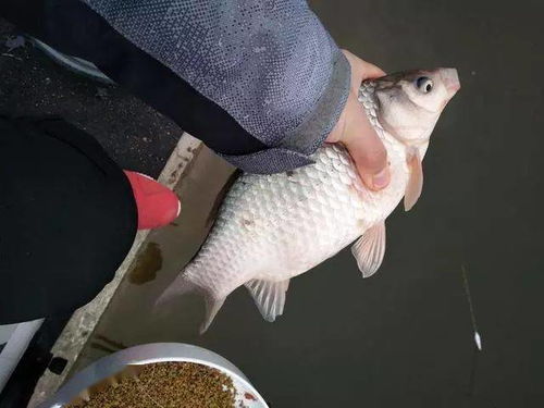 9月钓鱼饵料配比指南,抓住秋季鱼口的秘诀 9月钓鱼饵料配比指南,抓住秋季鱼口的秘诀