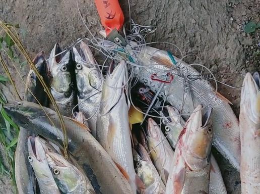 自制虾线钓鱼饵料,打造专属诱鱼神器的视频制作全攻略 自制虾线钓鱼饵料,打造专属诱鱼神器的视频制作全攻略