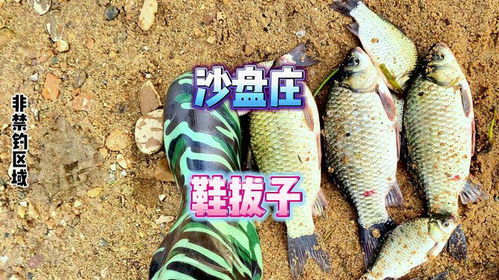 钓鱼饵料很黏怎么处理视频，告别黏手烦恼，提升作钓体验！