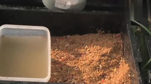 钓鱼饵料面条怎么做好吃