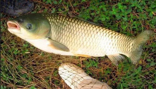 莲鱼钓鱼饵料调整秘籍，从入门到精通的完整指南