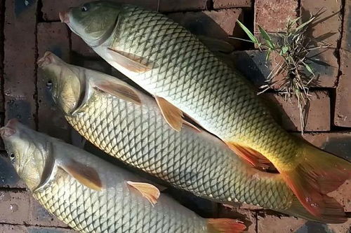 钓到大鲤鱼的秘诀，劲爆鲤钓鱼饵料怎么配？