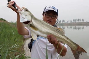 如何用对饵料，路亚钓大鱼全靠它！