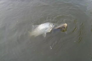 钓鱼饵料怎么调最好拉鱼？这份秘制配方让你鱼获翻倍！